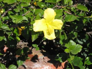 12-24-05: Hibiscis, I think.