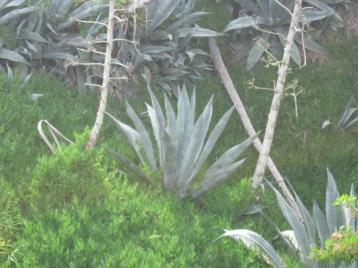 12-25-05: My mother was right, this is a Century Plant (also called
American Agave).&nbsp; The tall stalks and the bushy spines are the same
plant.