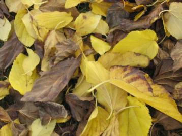 12-25-05: Leaves on the sidewalk we saw while walking.