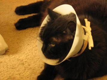 12-25-05: Scooter scratched himself and so must wear a "lamp shade".