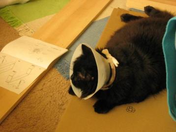 12-25-05: Scooter helps.