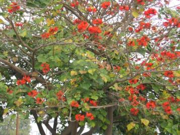 12-25-05: A tree in our neighborhood.